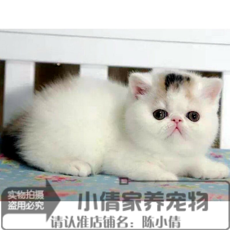 家养加菲猫宠物猫咪/异国短毛猫/家养纯种短毛幼猫活体梵文妹妹x