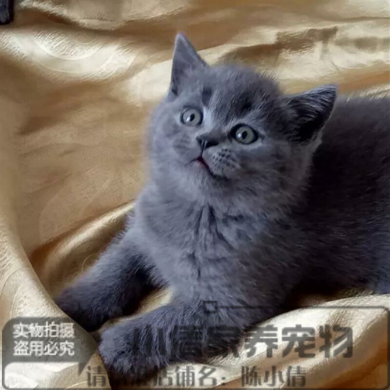 家养宠物猫英短蓝猫活体幼猫英国短毛猫纯种蓝猫蓝白幼仔家猫h