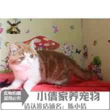 纯种出售加菲猫幼猫加菲异国短毛猫1
