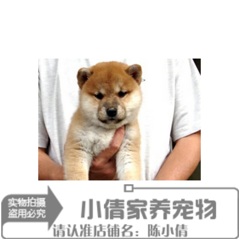 纯种可爱柴犬宝宝赤色棕色豆柴狗狗憨萌可爱大饼脸赛级伴侣犬q
