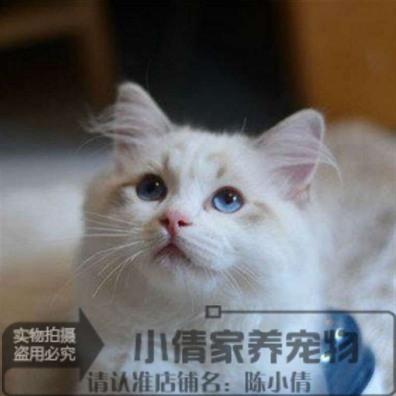 上海出售布偶猫幼猫纯种猫活体家养布偶猫蓝眼睛双色宠物猫x 宠物/宠物食品及用品 猫咪 原图主图