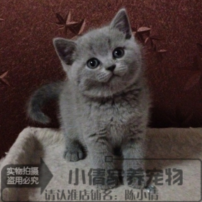 纯种蓝猫宠物猫咪活体家养折耳猫健康加菲猫布偶猫幼猫x