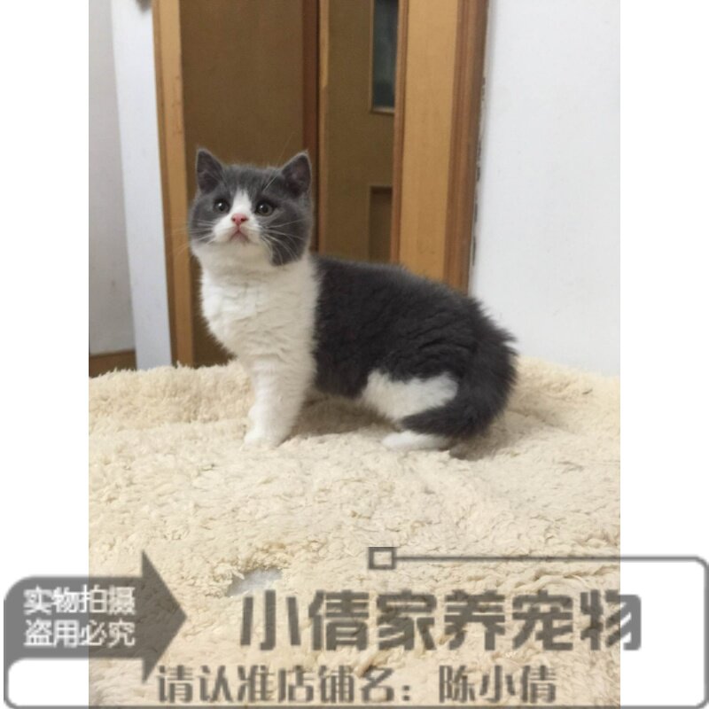 家养英短蓝白猫咪英国短毛猫蓝白英短蓝猫幼猫活体宠物猫出售h