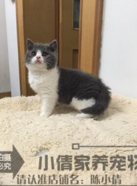 蓝白活体出售英国短毛猫