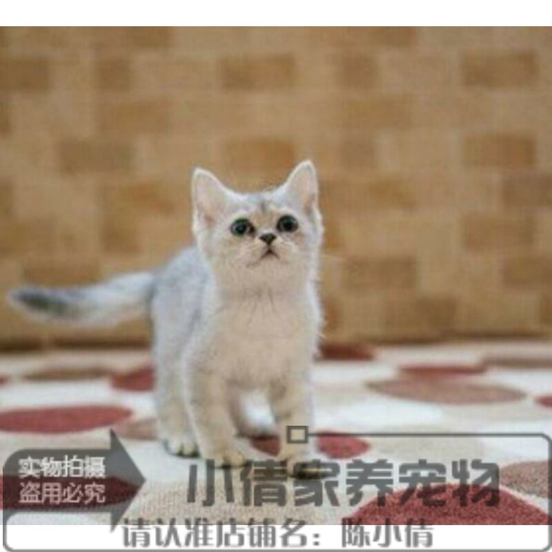 上海渐层英短蓝眼纯种英短银渐层 英国短毛猫云渐层毛尖色活体h