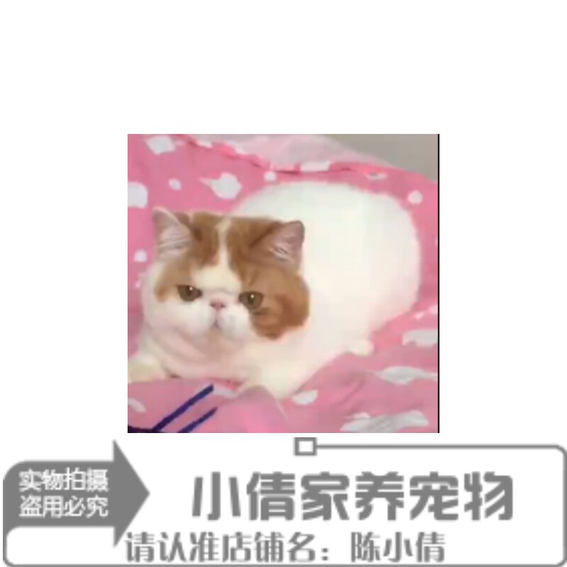 纯种加菲猫公猫咪CFA双血统证幼猫活体家养赛级猫舍异短宠物h