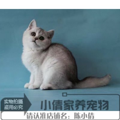 出售活体纯种渐层英国短毛猫