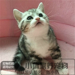 美短加白美短银虎斑加白美国短毛猫活体幼猫宠物猫活体起司猫q
