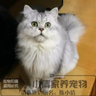 CFA猫舍出售金吉拉幼猫长毛猫纯种家养金吉拉宠物猫活体猫咪q