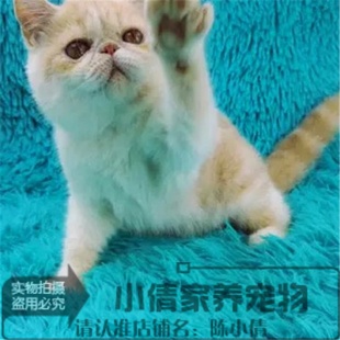 视频挑选小加菲猫折耳猫英短猫蓝猫波斯猫幼猫活体x 宠物猫咪活体