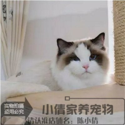 纯种活体海豹重点色绝育小猫咪