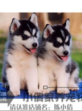 哈士奇出售活体西伯利亚雪橇犬