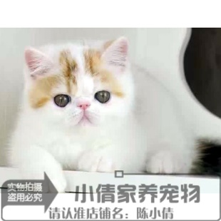 家养纯种加菲猫宠物猫咪异国短毛猫加菲猫纯种幼猫活体红白弟弟x