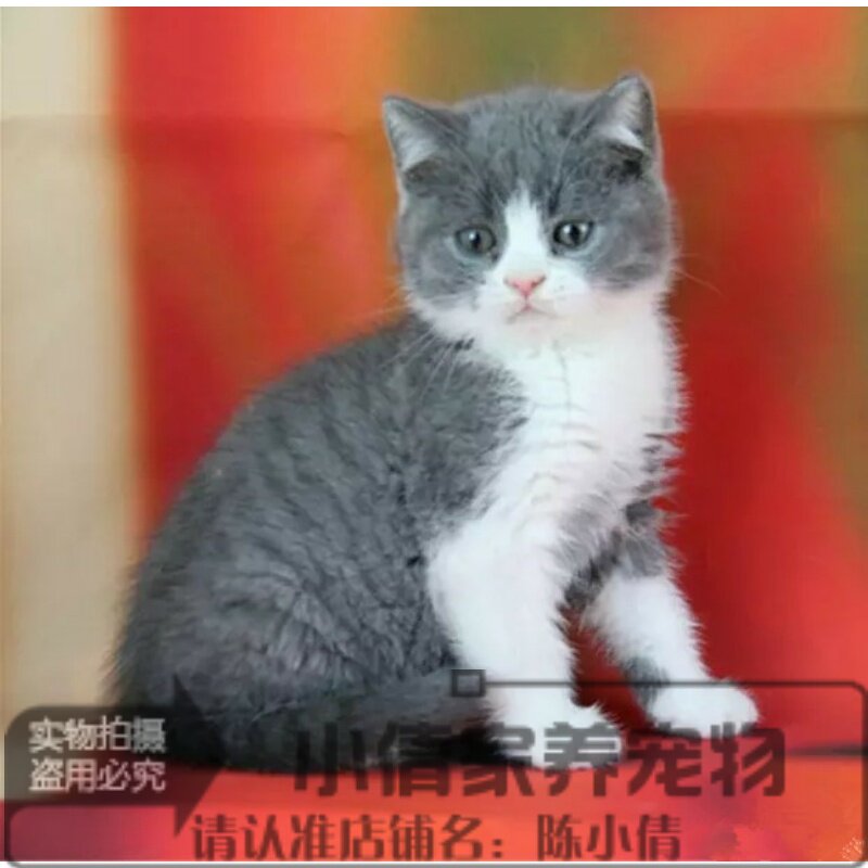 出售纯种英国短毛猫英短蓝猫蓝白正八字粉鼻头蓝猫活体宠物h