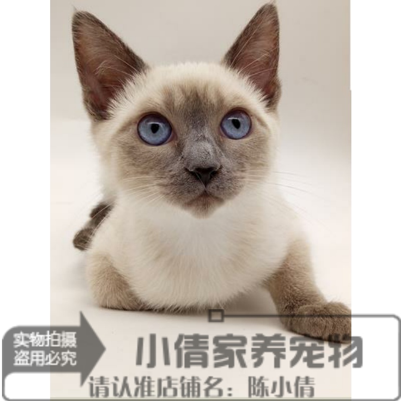 出售家养幼猫泰国暹罗猫宠物猫健康公挖煤工活体实体可上门支持h
