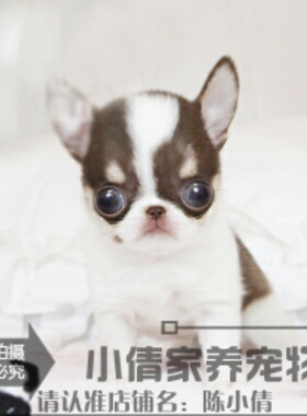 茶杯吉娃娃吉娃娃幼犬纯种吉娃娃纯苹果头吉娃娃幼犬h015h