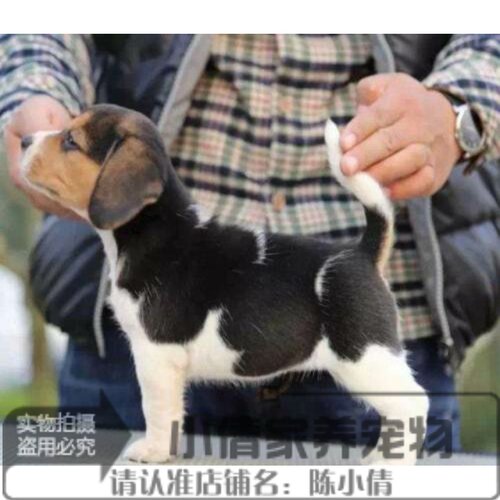 出售纯种活体比格犬