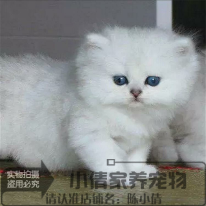 出售纯种金吉拉可上门挑选长毛猫