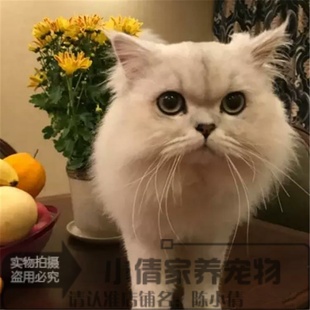 上海猫舍出售金吉拉幼猫活体宠物猫长毛猫立耳纯种双血统金吉拉q