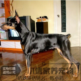 纯正健康CKU标准德系杜宾护卫犬迷你杜宾宠物狗幼犬活体h