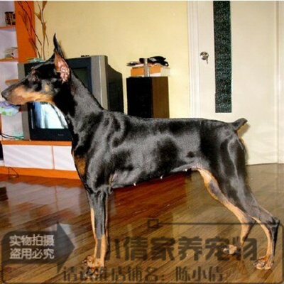 纯正健康cku标准德系杜宾宠物狗