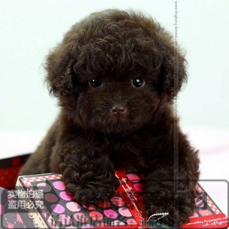 家养活体可爱的巧克力色泰迪幼犬活体宠物狗宝宝泰迪狗贵妇犬q