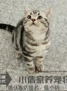 银虎斑活体纯种美国短毛猫包邮