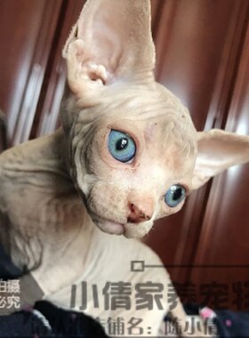 纯种活体加拿大无毛猫