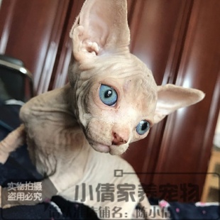 纯种CFA加拿大无毛猫活体美系斯芬克斯猫纯色蓝眼幼猫宠物x