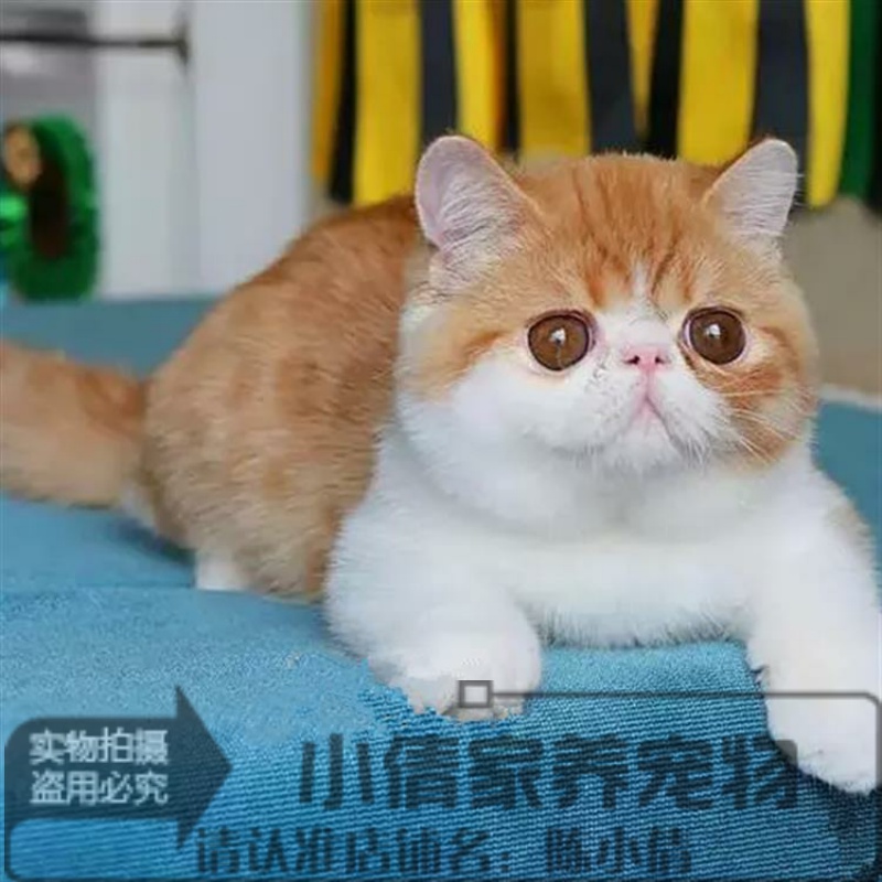 出售宠物小猫咪加菲猫活体幼猫红虎斑纯种异国短毛猫幼猫宠物猫x-封面