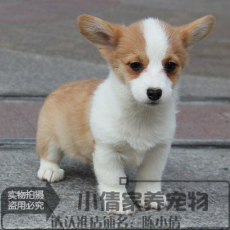 家养出售柯基对称的脸部和鼻线宽项圈可爱不买后悔h