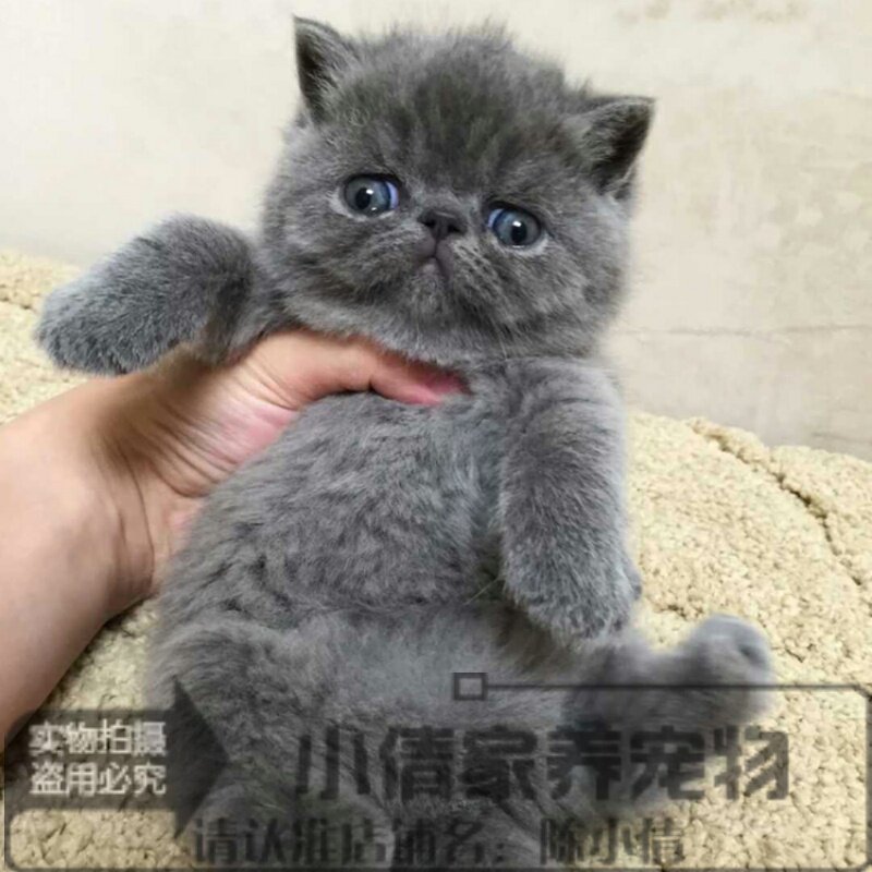 赛级蓝猫加菲猫异国短毛猫蓝灰纯色加菲猫幼猫纯种宠物猫活体h