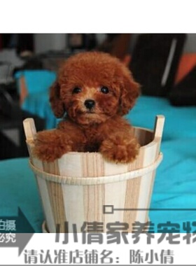 家养纯种红泰迪幼犬茶杯长不大的泰迪狗玩具型迷你赛级贵宾67h