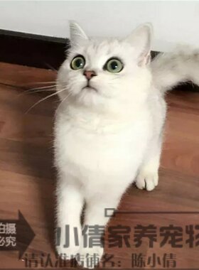 活体纯种银渐层英国短毛猫