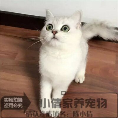 活体纯种银渐层英国短毛猫