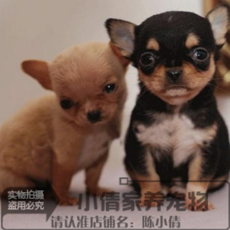 纯自家繁殖袖珍茶杯吉娃娃幼犬出售茶杯犬袖珍犬幼犬活体宠物狗q
