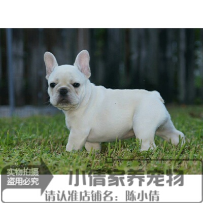 时尚品种蝙蝠苹果头法国斗牛犬