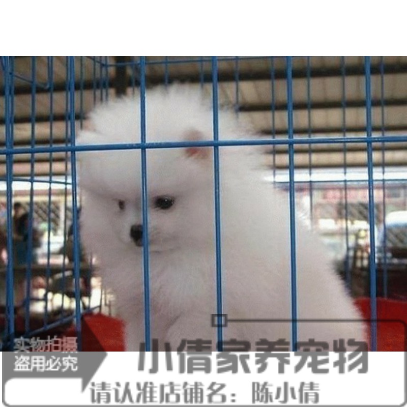 白色哈多利日本俊介活体博美犬