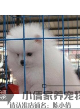 白色哈多利日本俊介活体博美犬