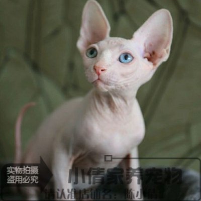 美国CFA证书纯种斯芬克斯白皮加拿大无毛猫鸳鸯眼宠物猫咪活体x