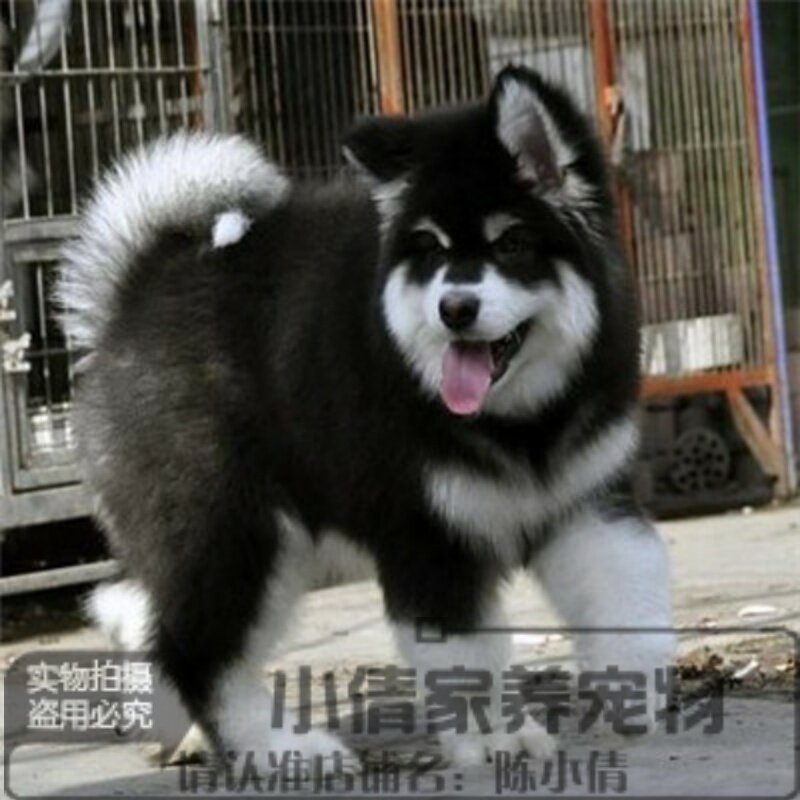 纯种阿拉斯加犬幼犬出售灰色桃脸巨型雪橇犬家养赛级活体宠物狗h