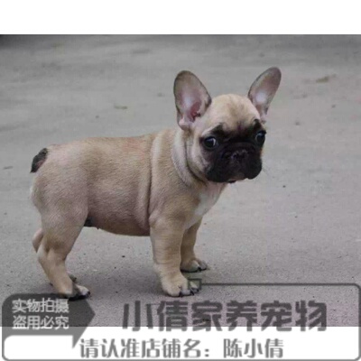 法斗纯种活体驼色法国斗牛犬