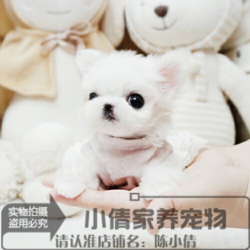 纯种茶杯上海马尔济斯犬