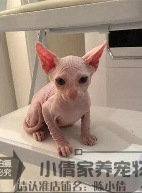上海活体纯种出售加拿大无毛猫