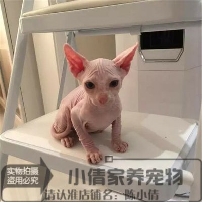 上海活体纯种出售加拿大无毛猫