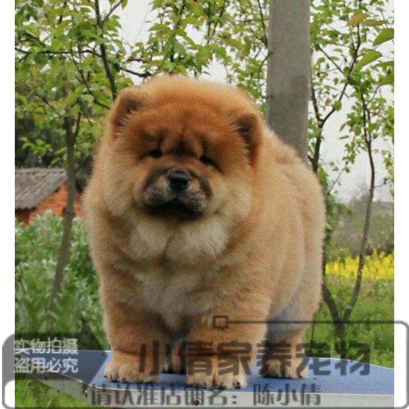 森森小型鱼缸加热棒自动恒温防爆乌龟加温棒水族箱GB不锈钢加热器_虎窝淘
