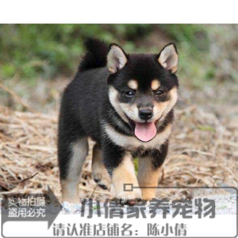 纯种赛级黑色日系柴犬幼犬活体狗狗三色豆柴幼犬看家护院伴侣犬h