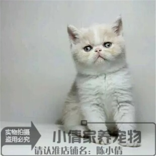 宠物活体小猫咪出售家养波斯猫幼猫幼崽异国短毛猫加菲纯种活体h