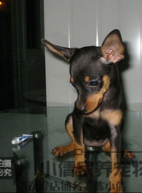 杜宾犬纯种幼犬德系铁包金立耳绑耳多只可选保证品质-h