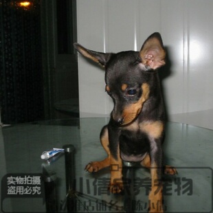 杜宾犬纯种幼犬德系铁包金立耳绑耳多只可选保证品质-h